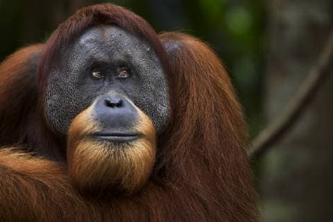 Sumatran orangutan (Pongo abelii) mature male Halik aged 26 years portrait. Gunung Leuser National Park, Sumatra, Indonesia. Apr 2012. Rehabilitated and released (or descended from those which were released) between 1973 and 1995.  1446650 FionaxRogers