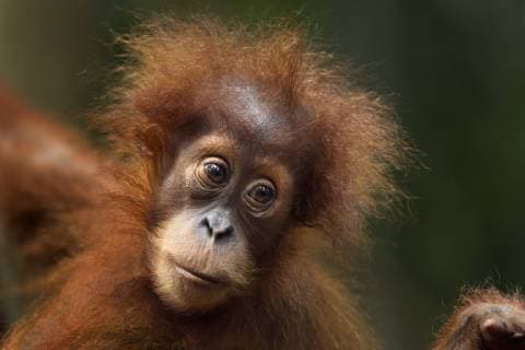 Sumatran orangutan (Pongo abelii) female baby Sandri aged 2 years portrait. Gunung Leuser National Park, Sumatra, Indonesia. Apr 2012. Rehabilitated and released (or descended from those which were released) between 1973 and 1995.  1446659 FionaxRogers