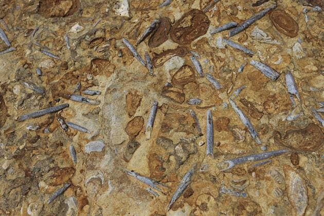 Belemnite rostrum fossils in rock, Dorset, UK.  1449075 RobinxChittenden