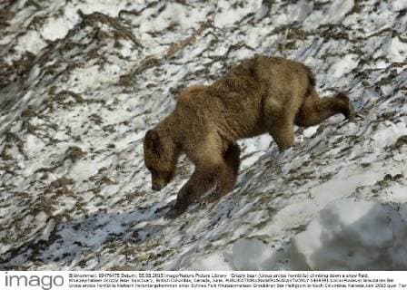 Grizzly bear (Ursus arctos horribilis) climbing down a snow field, Khutzeymateen Grizzly Bear Sanctuary, British Columbia, Canada, June.  1449591 LoicxxPoidevin