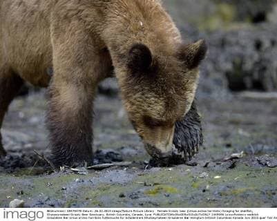 Female Grizzly bear (Ursus arctos horribilis) foraging for shellfish, Khutzeymateen Grizzly Bear Sanctuary, British Columbia, Canada, June.  1449596 LoicxxPoidevin