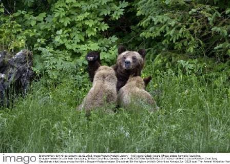 Two young Grizzly bears (Ursus arctos horribilis) suckling, Khutzeymateen Grizzly Bear Sanctuary, British Columbia, Canada, June.  1449601 LoicxxPoidevin
