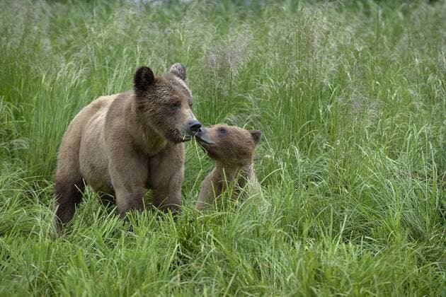 Female Grizzly bear (Ursus arctos horribilis) and cub greeting, Khutzeymateen Grizzly Bear Sanctuary, British Columbia, Canada, June.  1449603 LoicxxPoidevin
