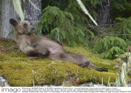 Juvenile Grizzly bear (Ursus arctos horribilis) lying on a bed of moss, Khutzeymateen Grizzly Bear Sanctuary, British Columbia, Canada, June.  1449605 LoicxxPoidevin