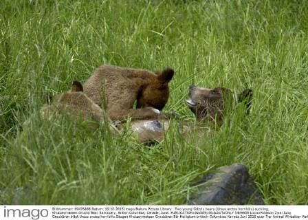 Two young Grizzly bears (Ursus arctos horribilis) suckling, Khutzeymateen Grizzly Bear Sanctuary, British Columbia, Canada, June.  1449606 LoicxxPoidevin