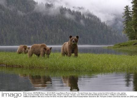 Female Grizzly bear (Ursus arctos horribilis) with two cubs, eating grass, Khutzeymateen Grizzly Bear Sanctuary, British Columbia, Canada, June.  1449618 LoicxxPoidevin