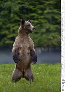 Female Grizzly bear (Ursus arctos horribilis) standing up, Khutzeymateen Grizzly Bear Sanctuary, British Columbia, Canada, June.  1449619 LoicxxPoidevin