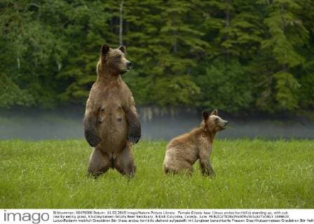 Female Grizzly bear (Ursus arctos horribilis) standing up, with cub nearby eating grass, Khutzeymateen Grizzly Bear Sanctuary, British Columbia, Canada, June.  1449620 LoicxxPoidevin