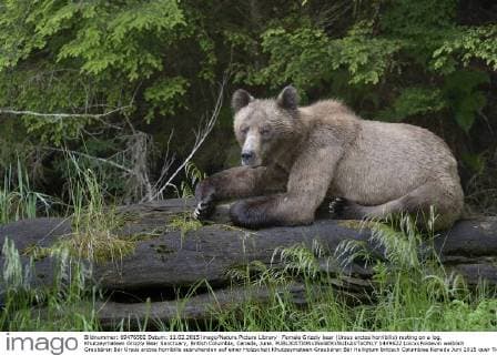 Female Grizzly bear (Ursus arctos horribilis) resting on a log, Khutzeymateen Grizzly Bear Sanctuary, British Columbia, Canada, June.  1449622 LoicxxPoidevin