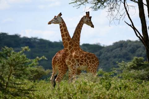 Rotschild s giraffe (Giraffa camelopardalis rothschild) two males play fighting, Nakuru National Park, Kenya, Africa.  1450561 EricxBaccega
