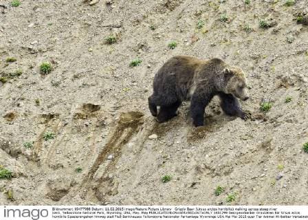 Grizzly Bear (Ursus arctos horribilis) walking across steep river bank, Yellowstone National Park, Wyoming, USA, May. May  1451299 GeorgexxSanker