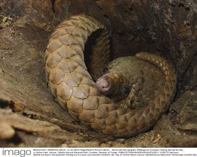 Unsere Erde: Natur, Tiere, Artenschutz, Seltene Tierarten Nocturnal tree pangolin (Phataginus tricuspis) resting during the day in hollow tree. Lokoue, Odzala-Kokoua National Park, Cuvette, Republic of Congo.  1458772 Jabruson