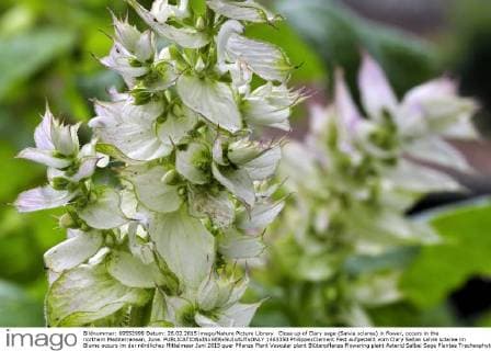 Close up of Clary sage (Salvia sclarea) in flower, occurs in the northern Mediterranean, June.  1463350 PhilippexClement