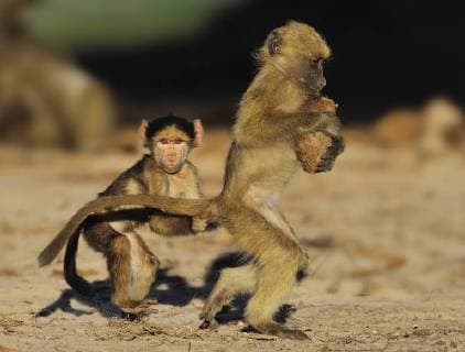 Young Chacma baboons (Papio ursinus) playing, Chobe River, Botswana.  1463923 LouxCoetzer
