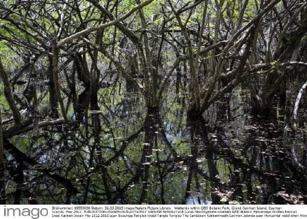 Wetlands within QEII Botanic Park, Grand Cayman Island, Cayman Islands, May 2012.  1466456 WillxBurrard-Lucas