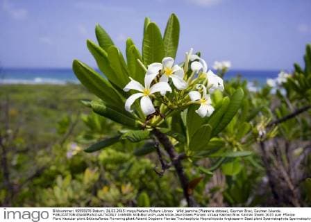 Wild jasmine (Plumeria obtusa), Cayman Brac, Cayman Islands.  1466484 WillxBurrard-Lucas