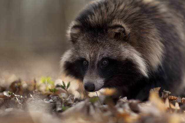 Raccoon dog (Nyctereutes procyonoides) portrait, introduced species, Black Forest, Baden-Wurttemberg, Germany. March.  1467243 KlausxEchle
