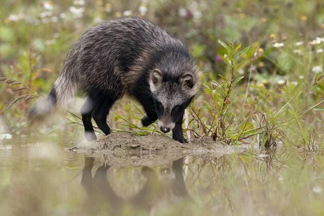 Raccoon dog (Nyctereutes procyonoides) walking at waters edge, introduced species, Black Forest, Baden-Wurttemberg, Germany. July.  1467395 KlausxEchle