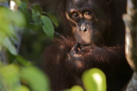 Juvenile orangutan (Pongo pygmaeus) in bushes, Tanjung Puting reserve, Camp Leakey, Central Kalimantan, Borneo.  1468214 MarkxxMacEwen