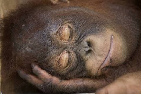 Bornean orangutan (Pongo pygmaeus) juvenile sleeping peacefully, Nyaru Menteng Care Centre, Central Kalimantan, Borneo.  1468217 MarkxxMacEwen