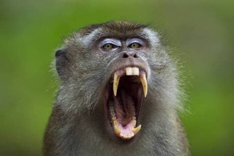 Long-tailed macaque (Macaca fascicularis) mature male threat yawning - portrait. Bako National Park, Sarawak, Borneo, Malaysia. Apr 2010.  1468595 FionaxRogers