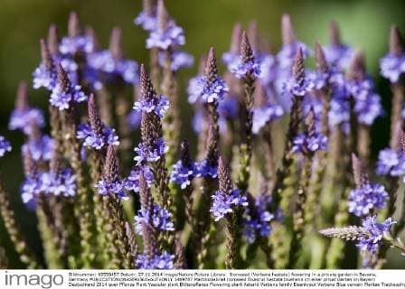 Ironweed (Verbena hastata) flowering in a private garden in Bavaria, Germany  1469787 MartinxGabriel