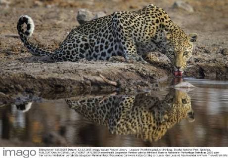 Leopard (Panthera pardus) drinking, Etosha National Park, Namibia.  1471288 SharonxHeald