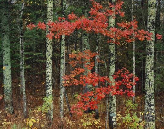 Red oak (Quercus rubra) and lichen covered White pines (Pinus strobes) Red Lake Indian Reservation, Minnesota, USA, August.  1471620 JackxxDykinga