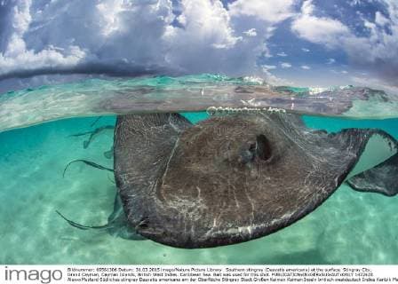 Southern stingray (Dasyatis americana) at the surface. Stingray City, Grand Cayman, Cayman Islands, British West Indies. Caribbean Sea. Bait was used for this shot.  1472428 AlexxxMustard