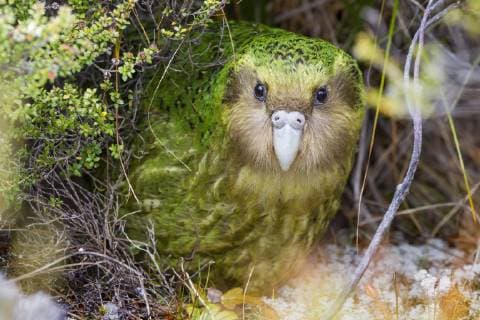 Sinbad the male Kakapo (Strigops habroptilus) curiously peering from the bushes during the day. Codfish Island, Stewart Island, New Zealand, January. Critically endangered.  1472780 BrentxxStephenson