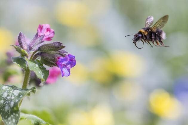 Garden bumblebee (Bombus hortorum) flying towards Lungwort (Pulmonaria officinalis) flower, Monmouthshire, Wales, UK, April.  1474996 PhilxSavoie