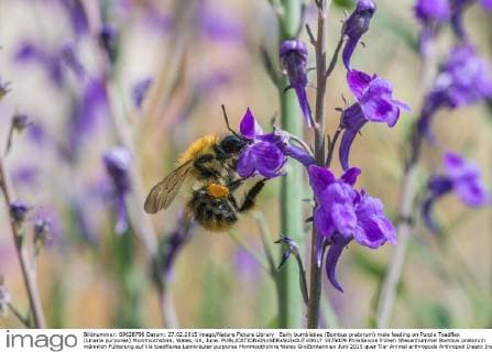 Early bumblebee (Bombus pratorum) male feeding on Purple Toadflax (Linaria purpurea) Monmouthshire, Wales, UK, June.  1475029 PhilxSavoie