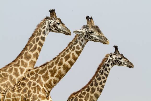 Three Masai Giraffe (Giraffa camelopardalis tippelskirchi) head and neck, Masai Mara Game Reserve, Kenya  1476416 Denis-Huot