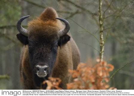 European bison (Bison bonasus), Drawsko Military area, Western Pomerania, Poland, February.  1479078 WildxxWondersxofxEuropex xWidstrand