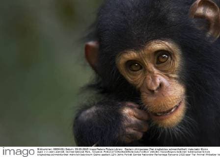Eastern chimpanzee (Pan troglodytes schweinfurtheii) male baby Gizmo aged 1-2 years portrait. Gombe National Park, Tanzania.  1481841 FionaxRogers