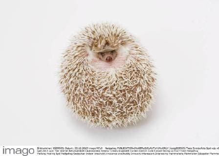 Hedgehog  (kzdg003565)