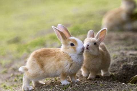 Feral domestic rabbits (Oryctolagus cuniculus) interacting, Okunojima Island, also known as Rabbit Island, Hiroshima, Japan.  1483251 YukihiroxxFukuda