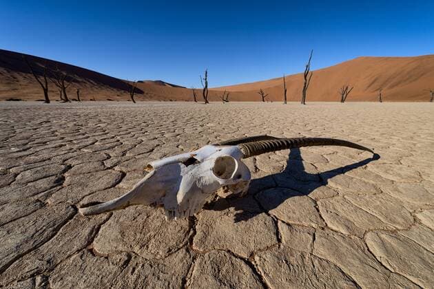 Oryx skull in deadvlei, illustrating the harshness of the desert. Sossusvlei, Namib Naukluft National Park, Namibia, April 2014. Non-ex.  1484342 HougaardxMalan