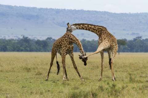 Two male Masai giraffes (Giraffa camelopardalis tippelskirchi) fighting, Masai-Mara Game Reserve, Kenya.  1488914 Denis-Huot