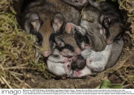 Garden dormice (Eliomys quercinus) adults with juveniles in the nest, Germany, captive, August.  1489655 KerstinxxHinze