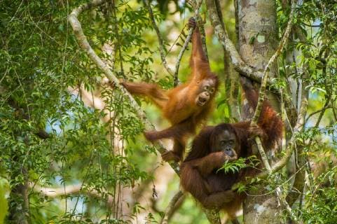 Mother and baby Bornean orangutan (Pongo pygmaeus) in trees Tanjung Puting National Park, Borneo-Kalimatan, Indonesia, endangered species.  1490800 InakixxRelanzon