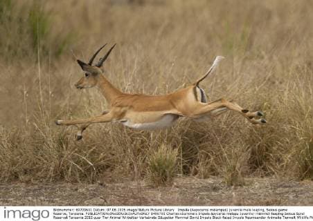 IMAGO Nature: Unsere Erde, Naturschutz, Naturschutzgebiete in Afrika Impala (Aepyceros melampus) juvenile male leaping, Selous game Reserve, Tanzania.  1496705 CharliexxSummers