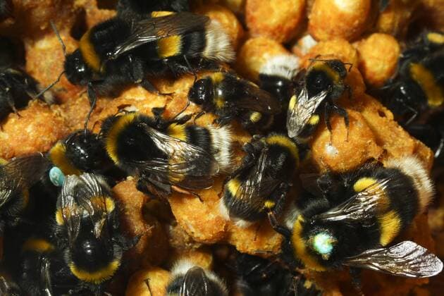 Buff tailed bumble bee (Bombus terrestris) some numbered for research purposes in captive nest. Queen Mary University, London, England, UK, September 2014.  1499117 DavidxxWoodfall