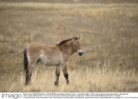 Wild Przewalski Takhi Horse (Equus ferus przewalskii) colt standing alert, Hustai National Park, Tuv Province, Mongolia. Endangered species. September.  1501646 KristelxxRichard