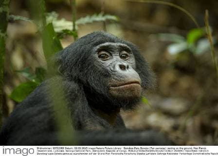 Bonobos Male Bonobo (Pan paniscus) resting on the ground, Max Planck research site, LuiKotale, Salonga National Park, Democratic Republic of Congo.  1503893 TheoxWebb