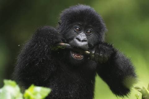 Mountain gorilla (Gorilla beringei beringei) baby chewing on stick, Virunga, Rwanda.  1507266 OlexxJorgenxLiodden