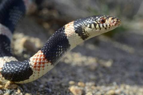 IMAGO Nature: Unsere Erde, Tiere, Gestreifte Tierarten Long-nosed snake (Rhinocheilus lecontei) portrait, Panamint mountains, Death Valley National Park, California, USA. May.  1511648 DanielxxHeuclin