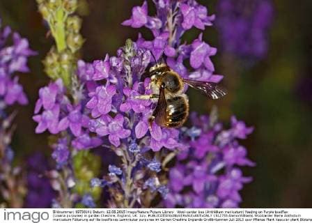 Wool-carder bee (Anthidium manicatum) feeding on Purple toadflax (Linaria purpurea) in garden Cheshire, England, UK. July.  1512755 AlanxxWilliams