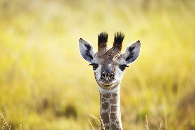 South African giraffe (Giraffa camelopardalis giraffa) baby, Itala Game Reserve, KwaZulu-Natal; South Africa.  1515026 RichardxDuxToit