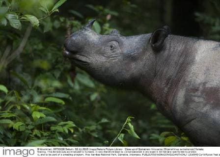 IMAGO Nature: Unsere Erde, Naturschutz, Naturschutzgebiete in Asien Close up of Sumatran rhinoceros (Dicerorhinus sumatrensis) female feeding. This female was acclimatized to humans. It was therefore kept by conservationist in enclosed in 10 hectare rain-forest to protect it, and to be part of a breeding program, Way Kambas National Park, Sumatra, Indonesia.  1516949 CyrilxRuoso